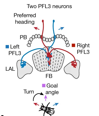 Open access visualization of Illustration, Workflow, Neurons, Heading Direction, Fan-Shaped Body