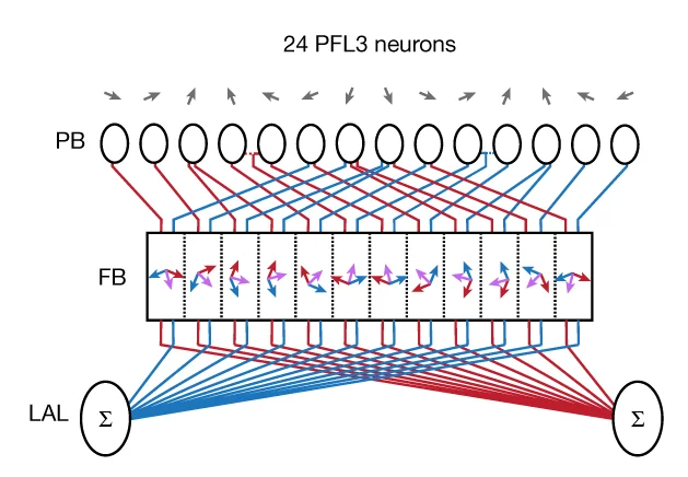 Open access visualization of Network, Pathway, Sankey, Neurons, Fly Brain
