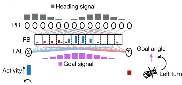 Open access visualization of Bar Plot, Network, Pathway, Heading Input, Goal Input