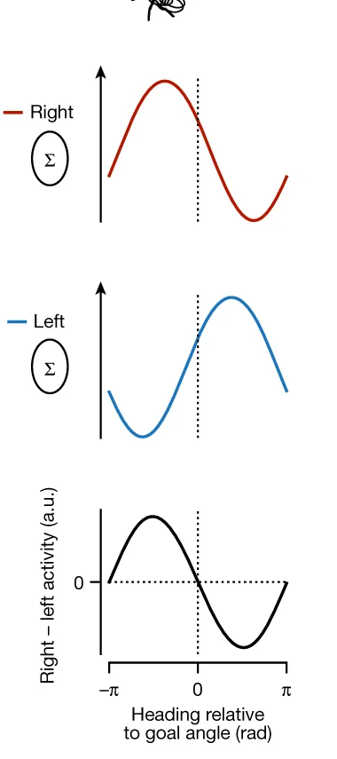 Open access visualization of Line Plot, Population Activity, LAL, Turning Signal
