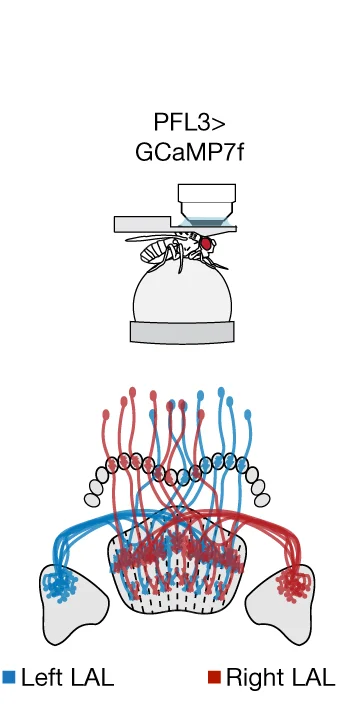Open access visualization of Illustration, Workflow, Two-photon Calcium Imaging, LAL, Flies