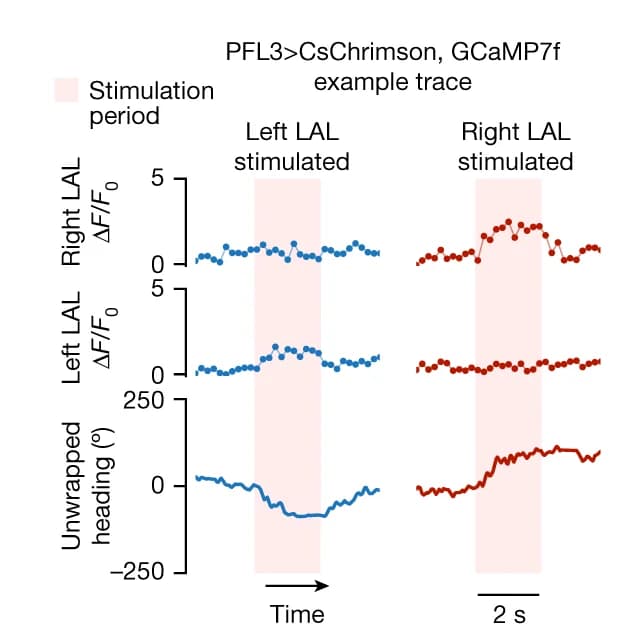 Open access visualization of Line Plot, LAL Stimulation, Fly Heading, Trial
