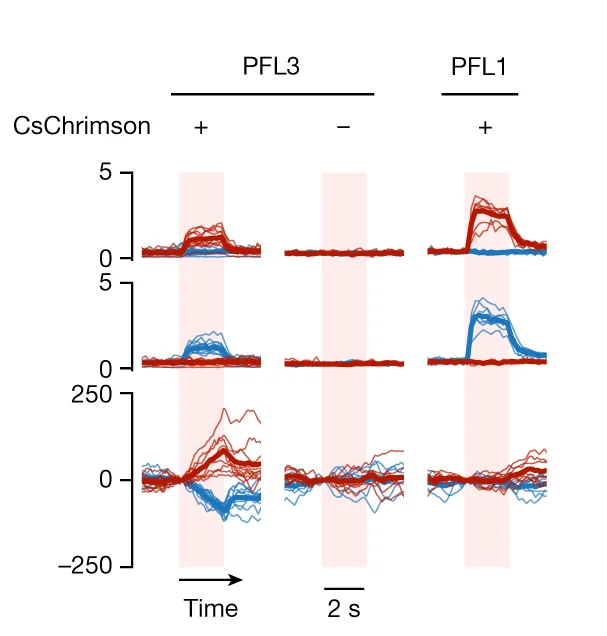 Open access visualization of Line Plot, GCaMP Signal, Turn Signal, LAL Stimulation, PFL3 Cells
