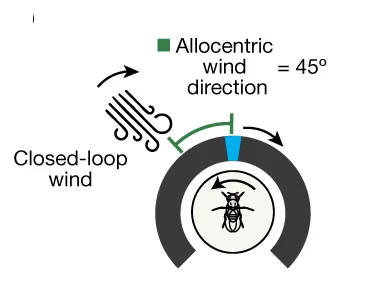 Open access visualization of Illustration, Wind Direction, Airflow Angle, Rotational Closed Loop, Fly