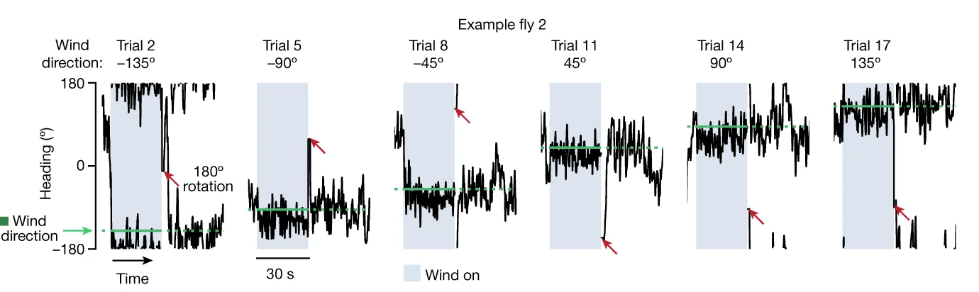 Open access visualization of Line Plot, Error Bars, Wind Direction, Control Fly, Rotation