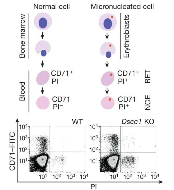 Open access visualization of Workflow, Scatter Plot, In Vivo Micronucleus Assay, Dscc1-KO Mouse, WT Littermate Control