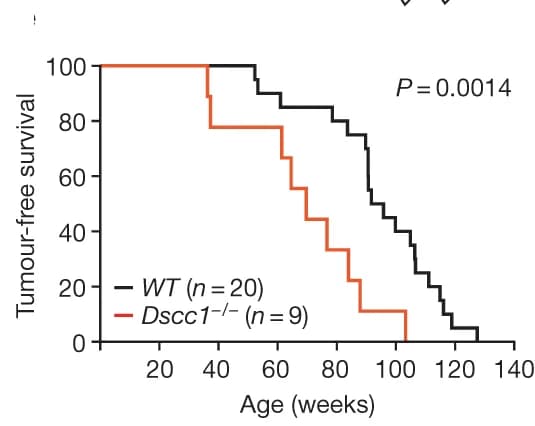 Open access visualization of Survival Curve, Line Step, Kaplan-Meyer Analysis, Mice, Tumor Formation