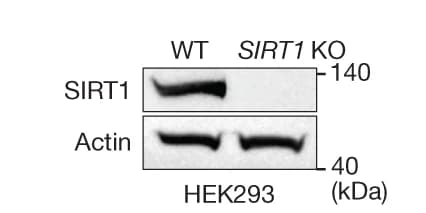 Open access visualization of Gel, Western Blot, SIRT1 Expression, WT Cells, SIRT1-KO Cells