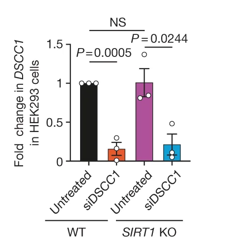 Open access visualization of Bar Plot, Error Bars, Scatter Plot, siDSCC1, HEK293 Cells