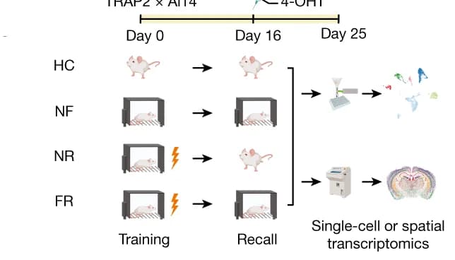 Open access visualization of Workflow, Illustration, Engram Cells, Fear Conditioning, tdTomato