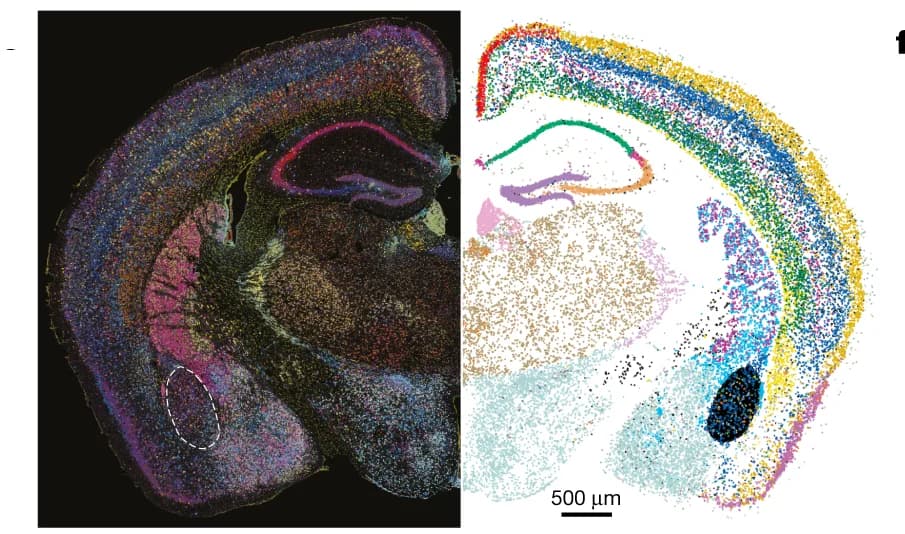Open access visualization of Microscopy, Scatter Plot, Neuronal Markers, Cell-Type Annotations