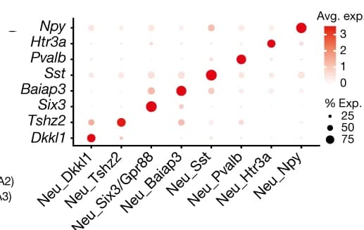 Open access visualization of Bubble Plot, Heatmap, Marker Genes, BLA, Neuronal Subtypes