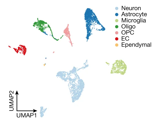 Open access visualization of Scatter Plot, UMAP, scRNA-seq data, BLA, Smartseq3 Sequencing