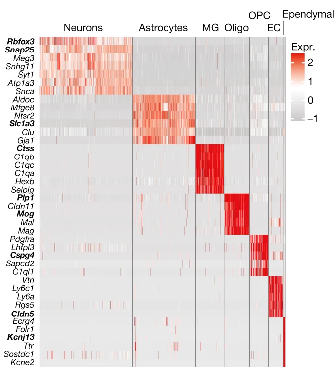 Open access visualization of Heatmap, scRNA-seq data, Neurons, Cell Cluster, Cell Markers