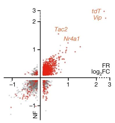 Open access visualization of Scatter Plot, scRNA-seq data, DEGs, TRAPed Neurons, Non-TRAPed Neurons