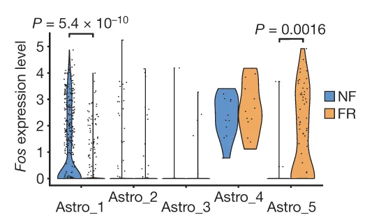 Open access visualization of Violin Plot, Fos Expression, FR Astrocytes, NF Astrocytes, scRNA-seq data