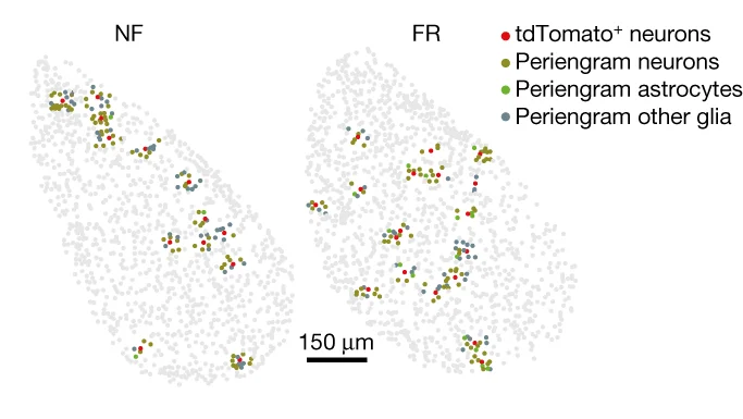 Open access visualization of Scatter Plot, MERFISH Analysis, Peri-engram Cells, Neurons, Spatial Resolution