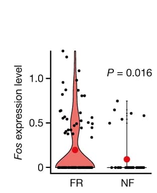 Open access visualization of Violin Plot, MERFISH Data, Fos Expression, Peri-engram Astrocytes, FR Condition