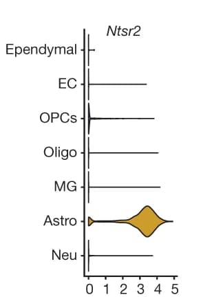 Open access visualization of Violin Plot, Ntsr2 Expression, Cells, BLA, Astrocytes