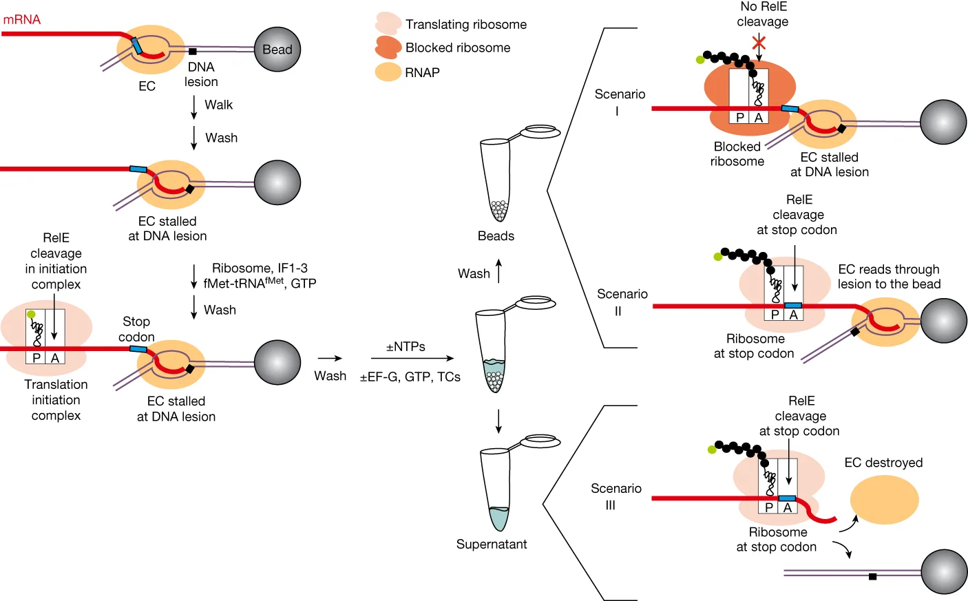 Open access visualization of Workflow, Illustration, Transcription, Translation, Streptavidin Beads