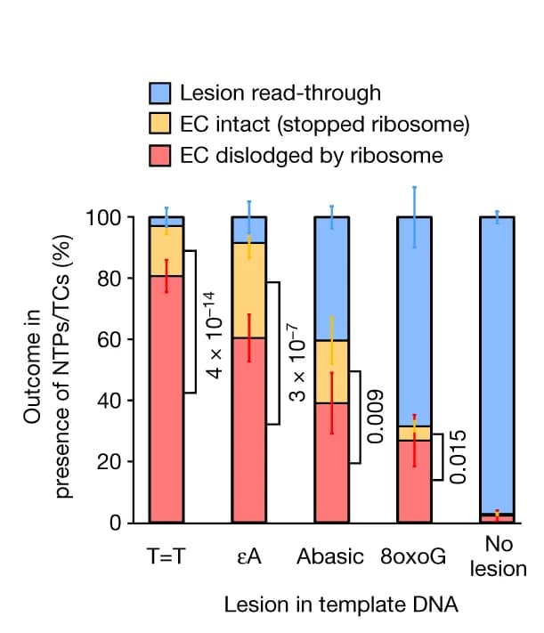Open access visualization of Stacked Bar Plot, Error Bars, ECs, DNA Lesions, Transcription Translation