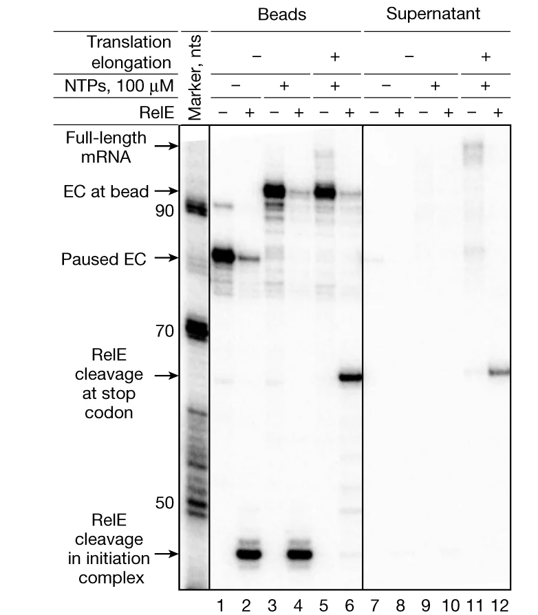 Open access visualization of Gel, Transcription, Translation, ECs