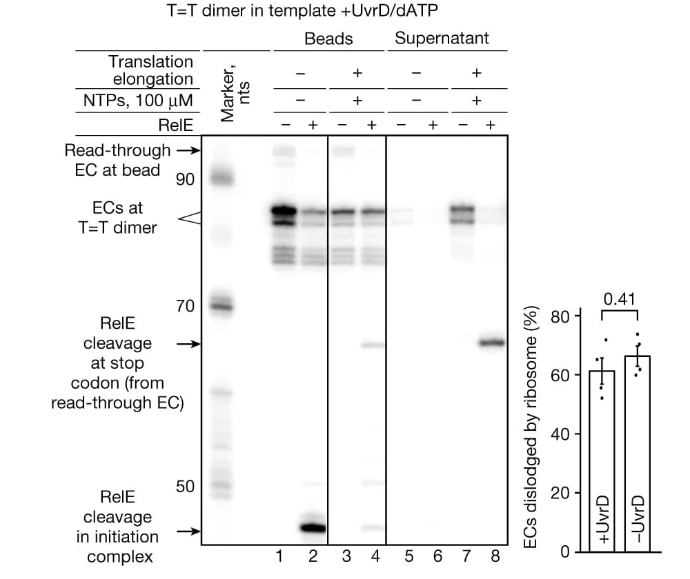 Open access visualization of Gel, Bar Plot, Error Bars, Translation Elongation, Ribosome