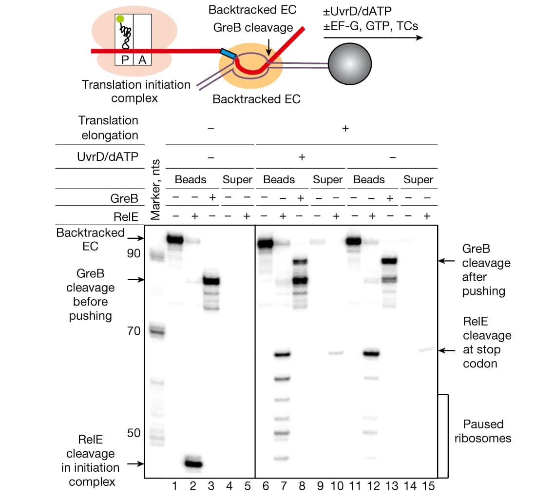 Open access visualization of Gel, Illustration, UvrD, EC, Ribosome