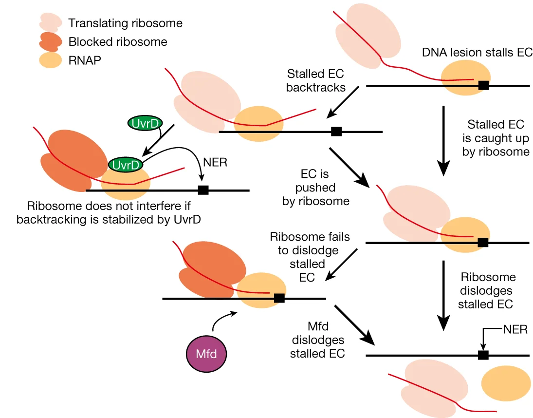 Open access visualization of Workflow, Flowchart, Model, Translation, Transcription-Coupled Repair