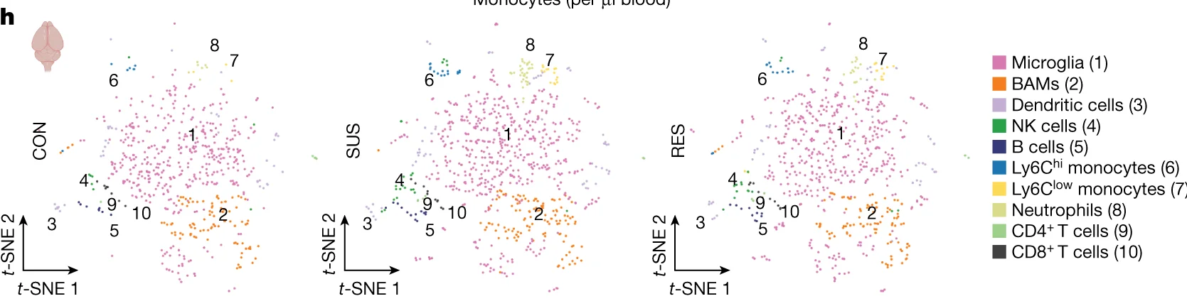 Open access visualization of Scatter Plot, UMAP, Ly6C hi Monocytes, Whole Brain, One-way ANOVA