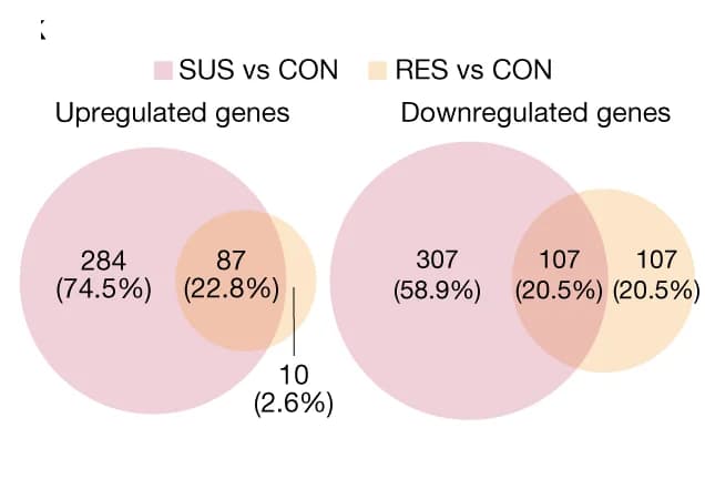 Open access visualization of Venn Diagram, Differentially Expressed Genes, Ly6C hi Monocytes