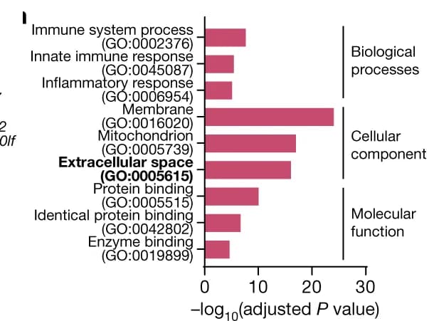 Open access visualization of Bar Plot, Gene Ontology, Upregulated Genes, Ly6C hi Monocytes