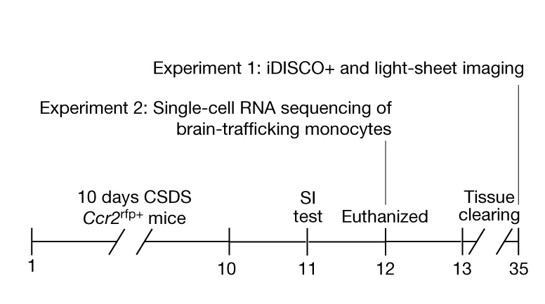 Open access visualization of Line Plot, Line Step, iDISCO, Brain Clearing, Light-Sheet Imaging
