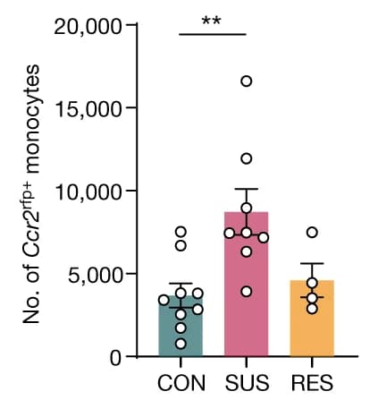 Open access visualization of Bar Plot, Error Bars, Scatter Plot, Ccr2 rfp + Monocytes, Mouse Brain