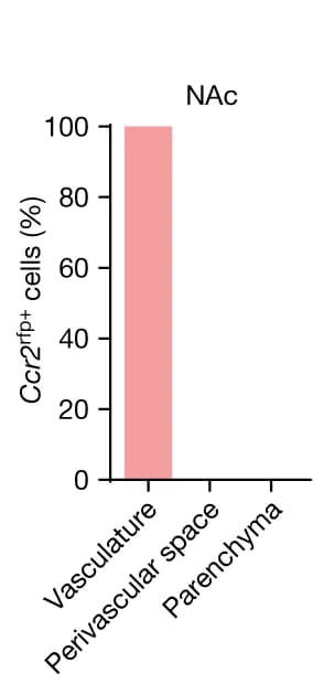 Open access visualization of Bar Plot, Ccr2 rfp + Monocytes, Brain Vasculature, Perivascular Space, Parenchyma