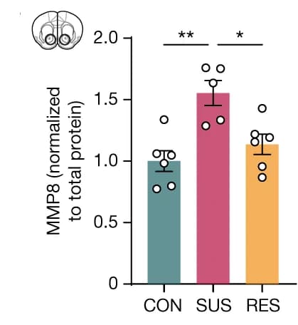 Open access visualization of Bar Plot, Error Bars, Scatter Plot, Normalized MMP8 Protein Levels, NAc Lysates