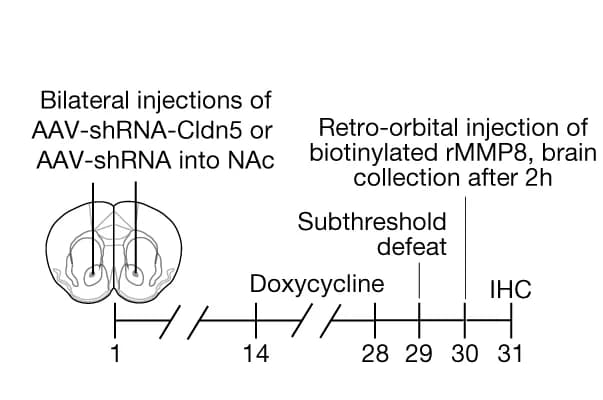 Open access visualization of Workflow, Illustration, Experimental Outline, Biotin Puncta, NAc