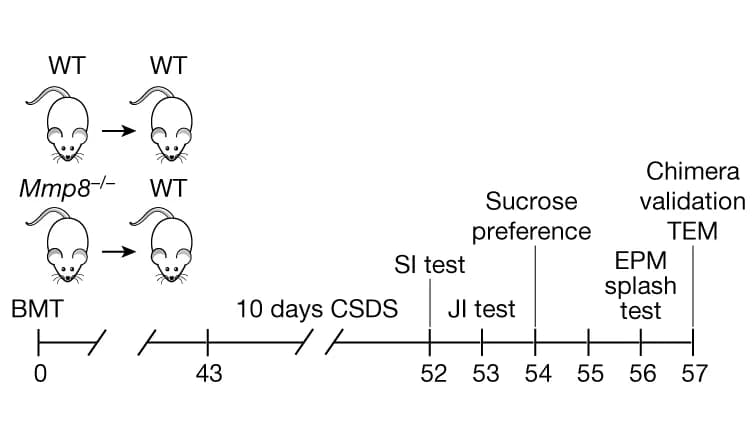 Open access visualization of Workflow, Experimental Outline, Elevated Plus Maze Test, Juvenile Interaction, Wild Type