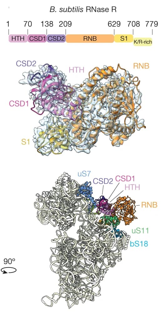 Open access visualization of Protein Structure, Cryo-EM Map, Molecular Model, RNase R, HTH Domain