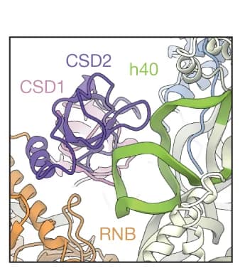 Open access visualization of Protein Structure, CSD2 Domain, h40, Protein Interaction