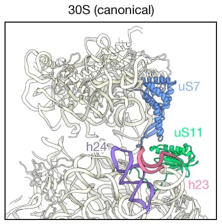 Open access visualization of Protein Structure, uS7, uS11, RNase R, Relative Positions