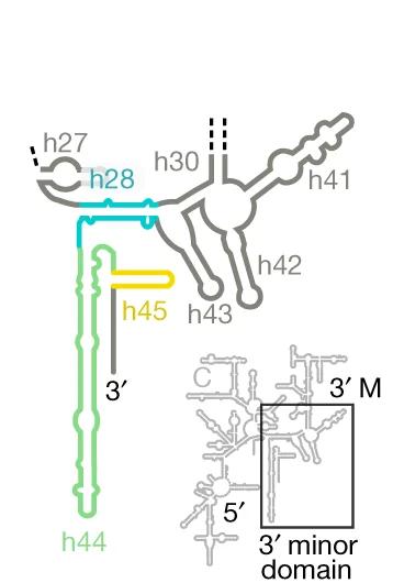 Open access visualization of Illustration, Chemical Structure, Schematic, Secondary Structure, B. Subtilis 16S rRNA