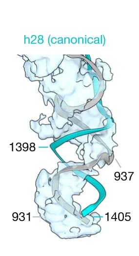 Open access visualization of Protein Structure, Cryo-EM Map, 30S Neck Region, Canonical 16S rRNA, Density