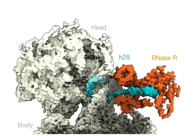Open access visualization of Protein Structure, Cryo-EM Map, RNase R, h28 Substrate, Density