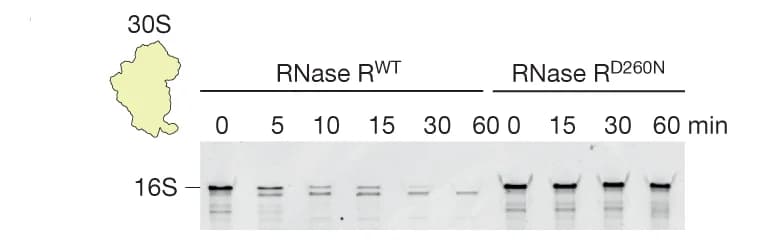 Open access visualization of Gel, Illustration, In Vitro Degradation Assays, 30S Subunits, RNase R