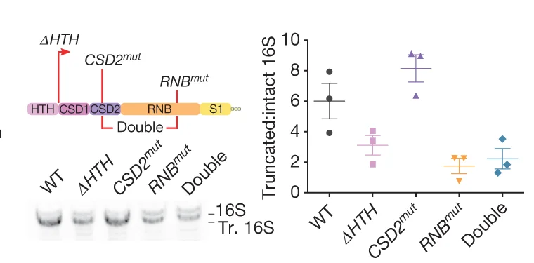 Open access visualization of Scatter Plot, Error Bars, Gel, Illustration, Northern Blot Analysis