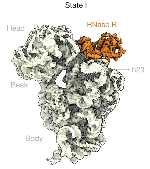 Open access visualization of Protein Structure, Cryo-EM Maps, RNase R, 30S Degradation State I, Ribosome