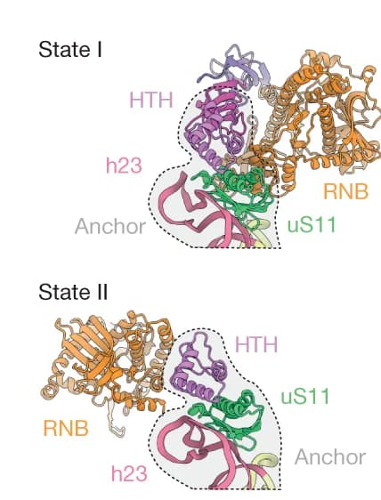Open access visualization of Protein Structure, RNase R, Binding Position, h24, uS11