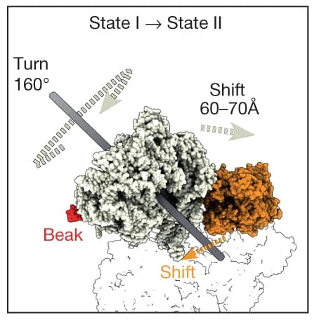 Open access visualization of Protein Structure, Ribosome Head, RNase R, Rotation, State I