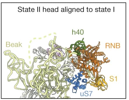 Open access visualization of Protein Structure, RNase R, Binding Position, RNB Domain, S1 Domain